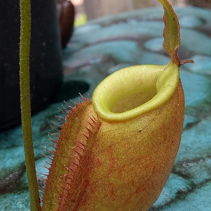 

thorelii x ampularia/nepenthes/kantong semar/tanaman karnivora