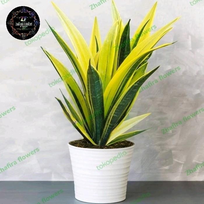 

Tanaman hias Golden flame sensivera