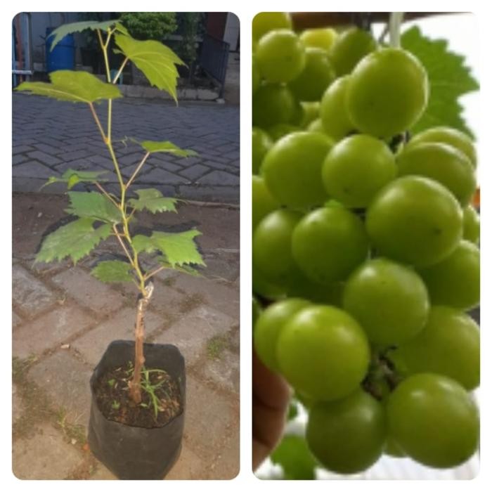 Bibit Anggur import Tamaki