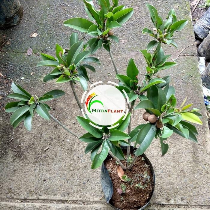 

Bibit Pohon Sawo Manila - Buah Sawo Tanaman Sawo Manila Cepat Berbuah