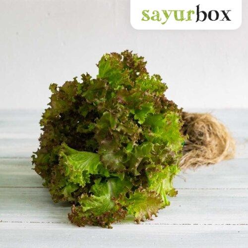 

LUXEHEALTH- Lolo Rossa Lettuce Hidroponik (250Gr) 250 Gram Sayurbox