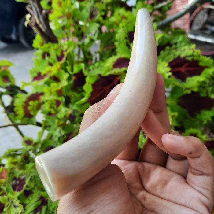 Pipa Once Tulang Iga Duyung Asli Model Pucuk Gading Terjamin Murah