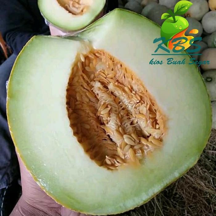 

buah melon segar manis 1 buah