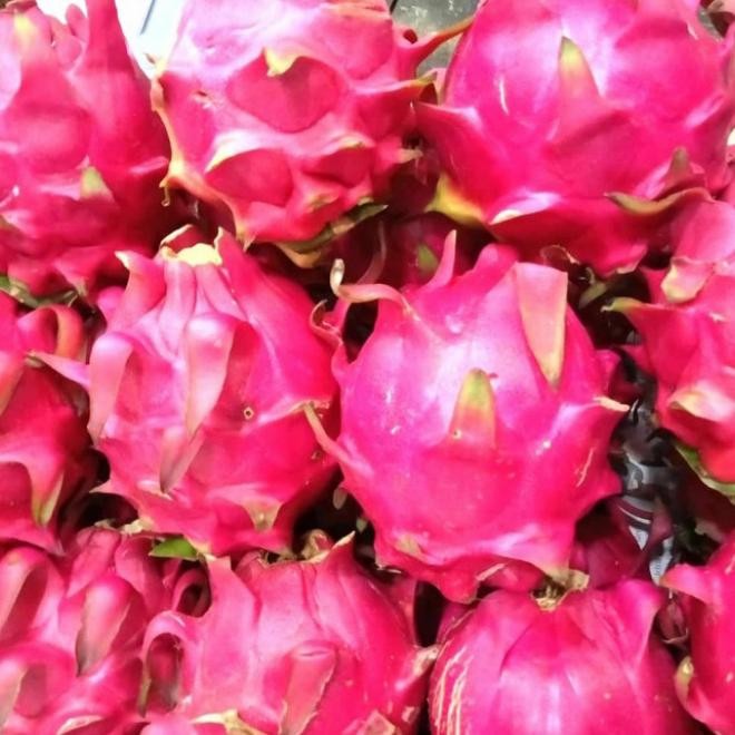 

Buah Naga Merah Manis / Faket 5Kg