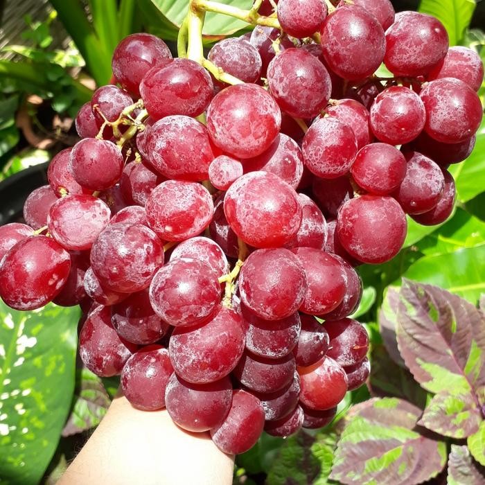 

BUAH SEGAR ANGGUR RED GLOBE 1kg