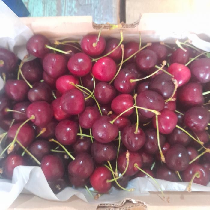 

Buah Cherry TASMANIA Premium Fresh Import