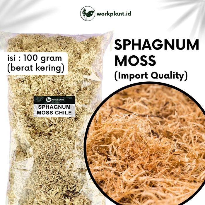 Spagnum Moss / Lumut Putih Chile - Media Tanam Tanaman Hias Anggrek