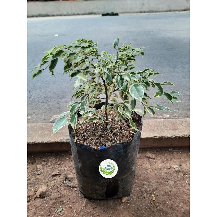 TANAMAN HIAS BERINGIN PUTIH/VARIEGATA