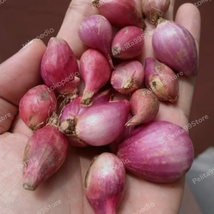 

NEW PRODUK BAWANG MERAH BREBES FRESH REE RAIN