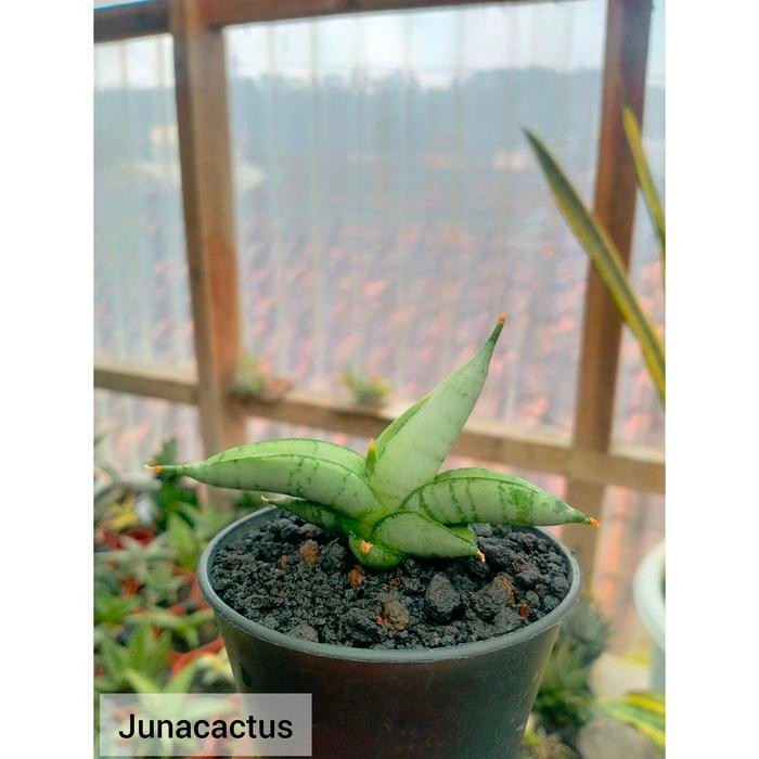 Sansevieria Boncel Platinum