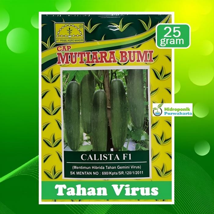 Benih Timun Mentimun Ketimun Calista F1 Cap Mutiara Bumi Buah Hijau Tua Isi 25 Gram