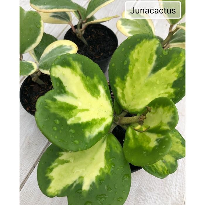 hoya kerii variegata cluster