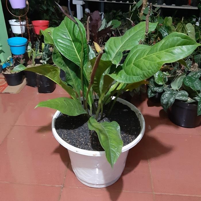 Tanaman Hias Anthurium Jemani - Anthurium Jemani