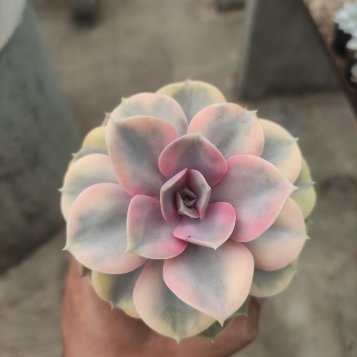 echeveria west rainbow