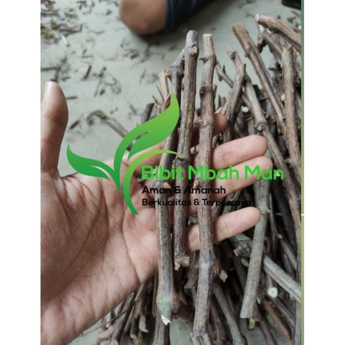 Cutting anggur lokal red master/rm ukuran spidol warna dapat 20 batang untuk rootstok