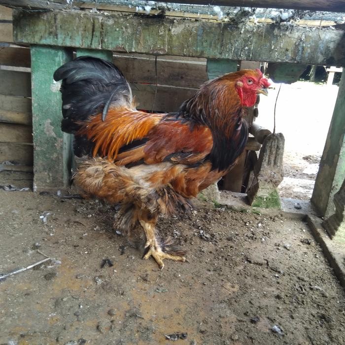 ayam brahma jantan dewasa