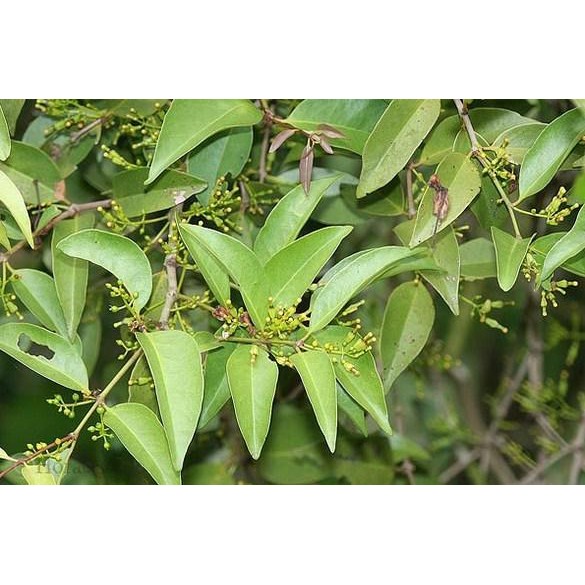 

Pilihan- Benalu Mangga Asli Benalu Pohon Mangga Asli Obat Herbal Kangker