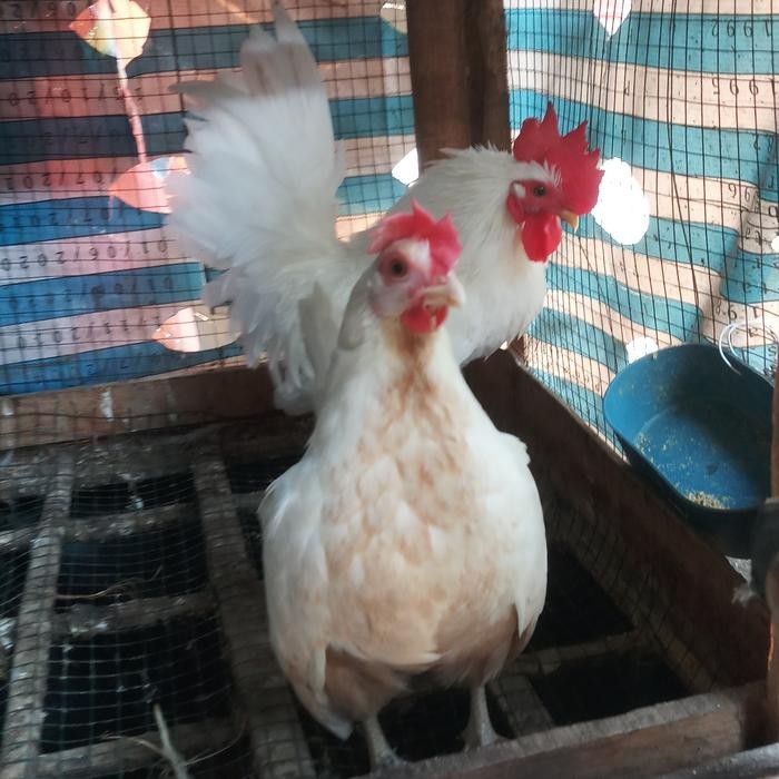 JUAL HEWAN AYAM HIAS KATE/PENDEK DEWASA SEPASANG JANTAN DAN BETINA