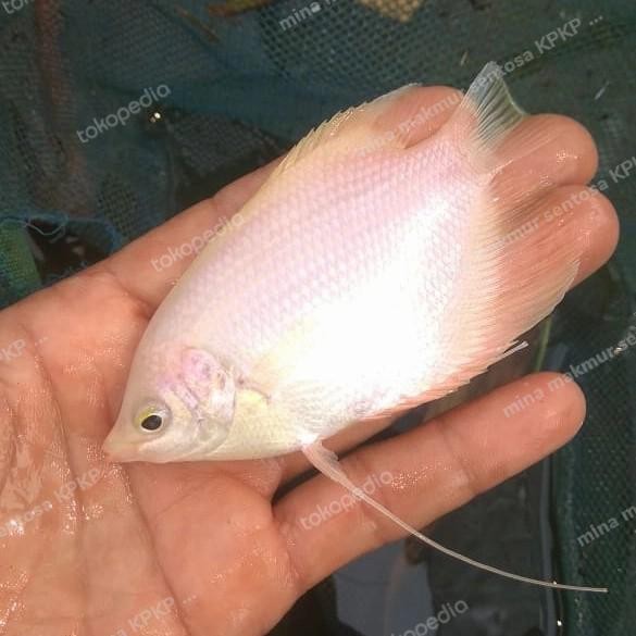 Tekira.store paket bibit ikan gurame padang isi 8 ekor ukuran nyuper 2-3 jari