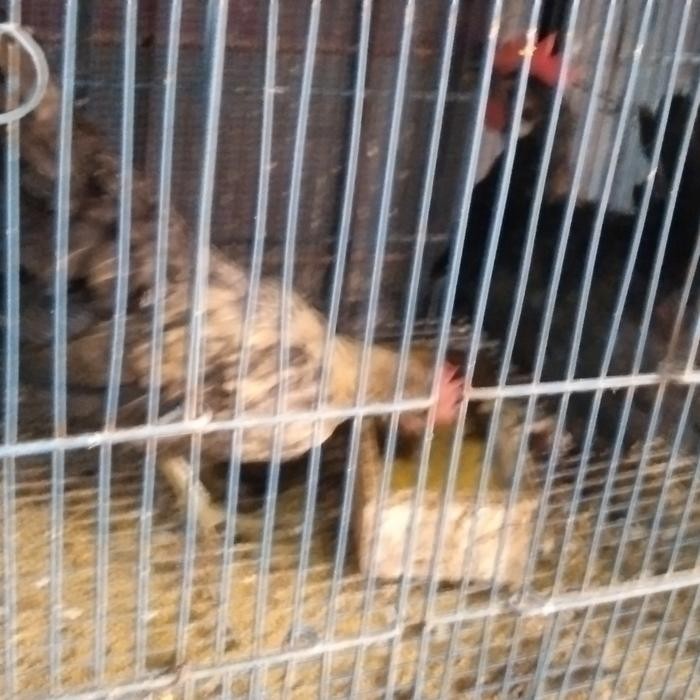 AYAM KATE BETINA SUDAH BERTELUR