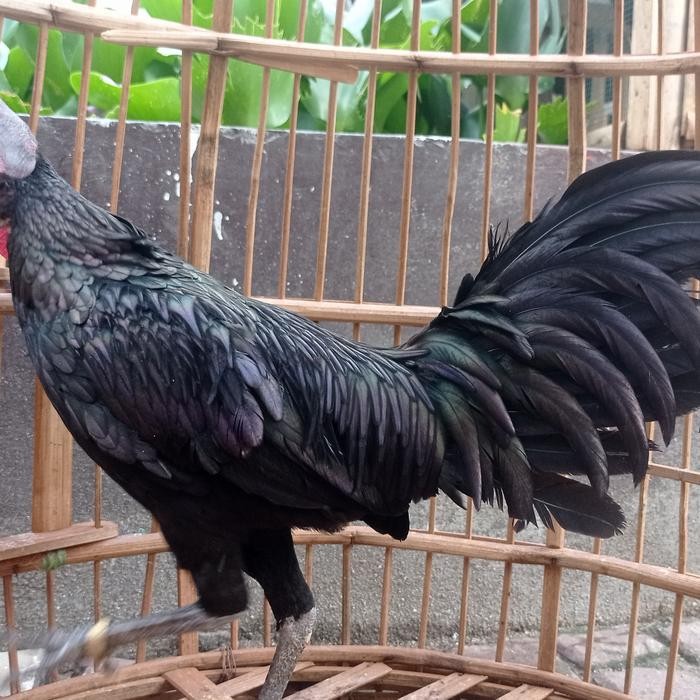 Ayam bekicem bekisar cemani