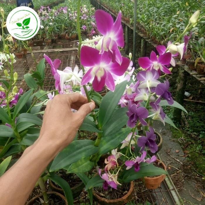 Bunga anggrek jenis dendrobium warna ungu sudah berbunga