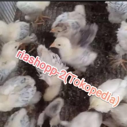 anak ayam brahma istimewa
