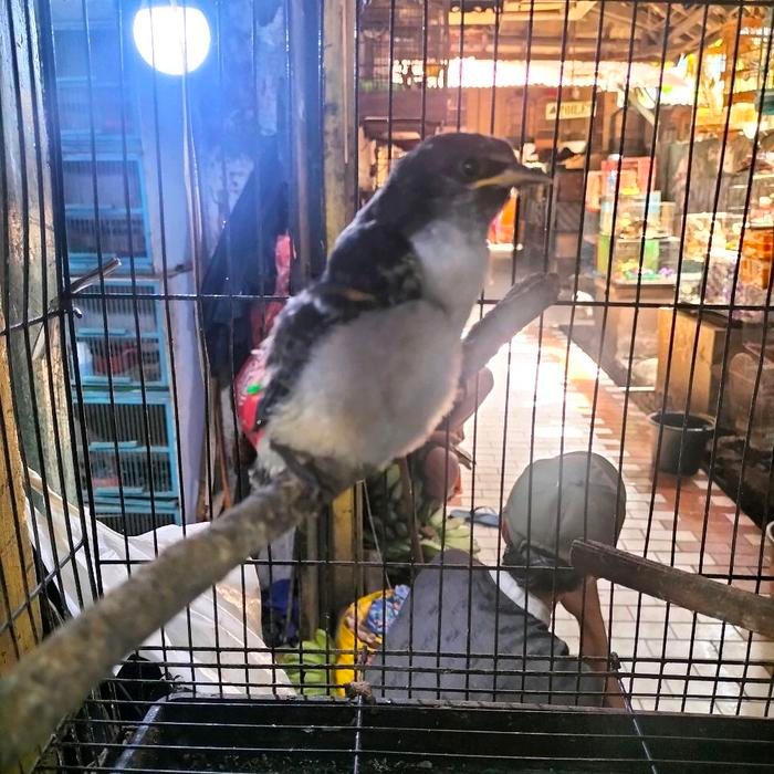 burung kekep babi anakan bagus