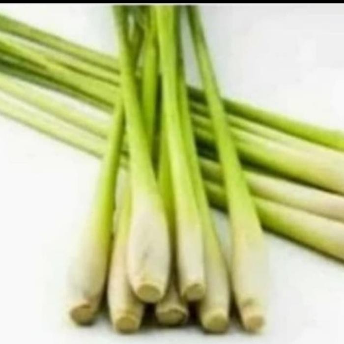 

Promo Paket Lengkap 11 Tanaman Bumbu Dapur Pohon Salam- Sereh -Pohoncabe Sale