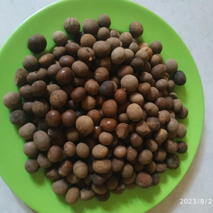 

Terbaru Benih Biji Kemenyan Pohon Hutan 100 Butir