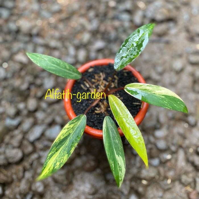 philodendron strawberry shake