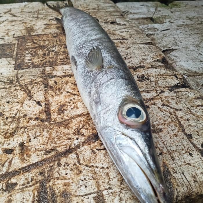 

(Expert) ikan barakuda fresh