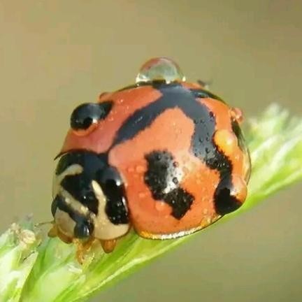 Kumbang Koksi (Ladybug)/kumbang kupik