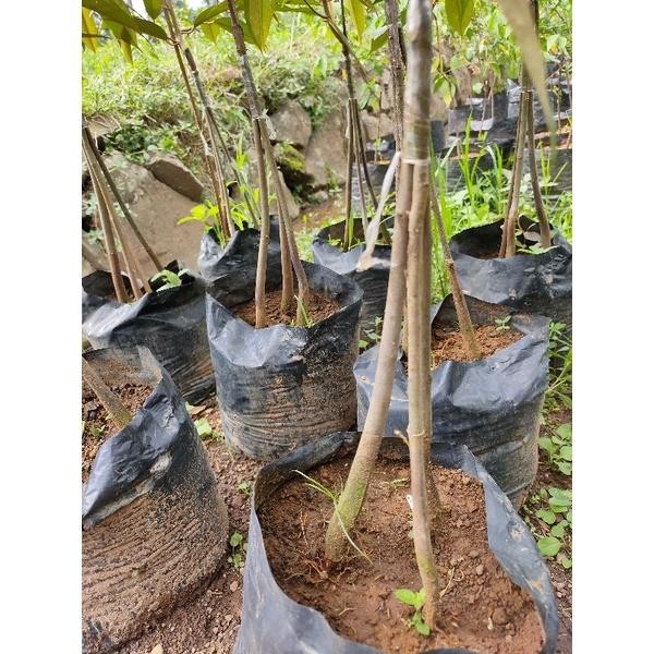 

Bibit Durian Musang King Kaki 3- Pohon Durian Musang King