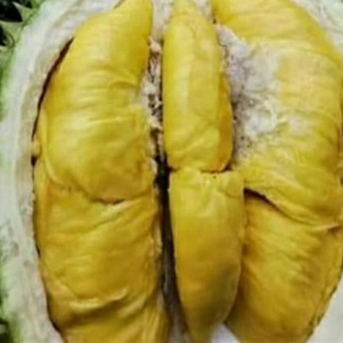 

Tanaman Durian Musang King, Pohon Duren