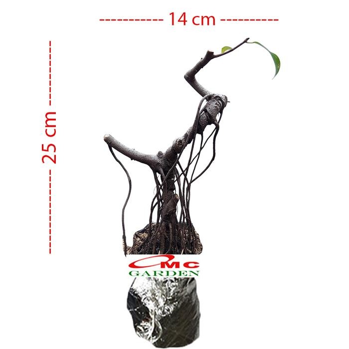 Bonsai Beringin Lokal Local Iprik Kimeng Ficus Microcarpa B-Br-005