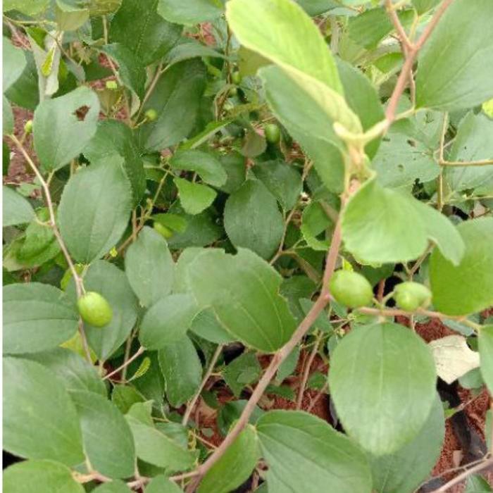 Terlaris Tanaman Buah Apel Futsa ( Apel India ) // Kondisi Berbunga / Berbuah