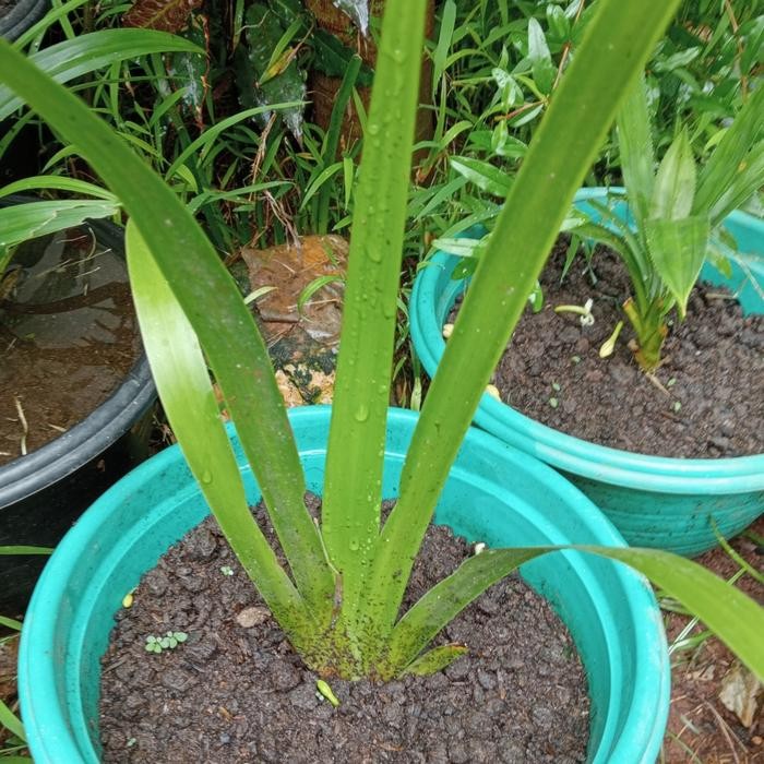 Terlaris Tanaman Langka Jeringau Merah / Dringo Merah / Dlingo Merah