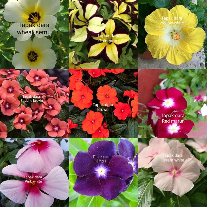 Terlaris- Tanaman Hias Paket 9 Tanaman Tapak Dara Atau Vinca Jenis Jenis Bunga