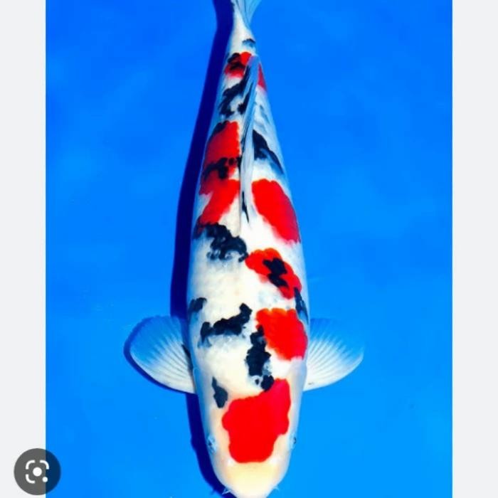 IKAN KOI SANKE SUKABUMI GRADE A SIZE 30-35CM