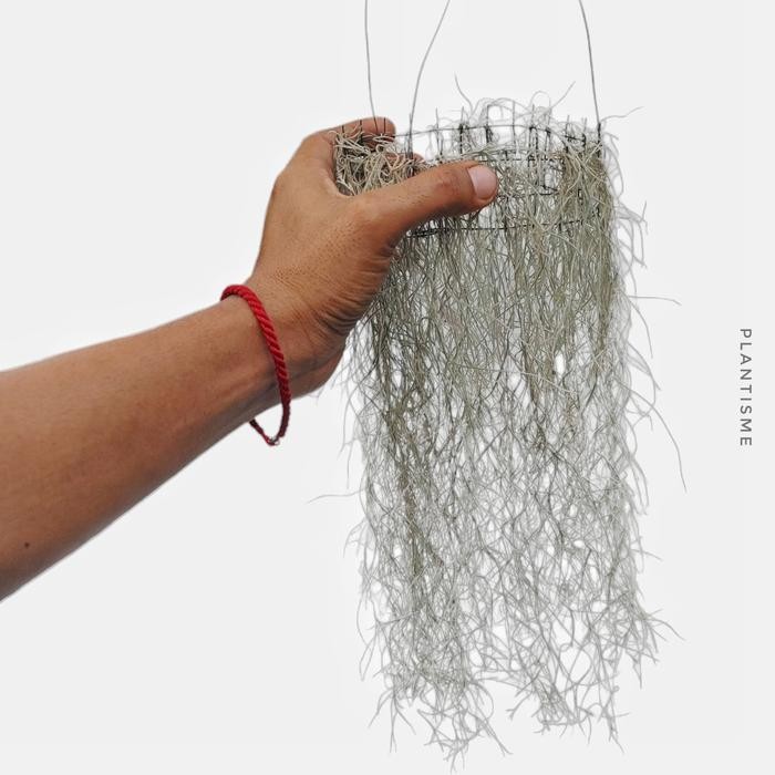 Gardening_Love Spanish Moss Tillandsia Usneoides Lumut Putih Tanaman Dekorasi Tirai