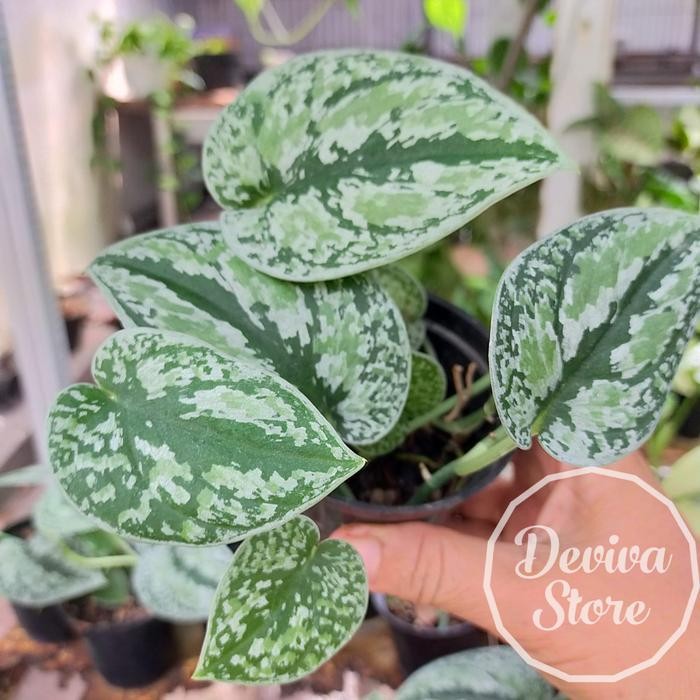 Gardening_Love Tanaman Hias Scindapsus Tricolor / Scindapsus 3 Warna