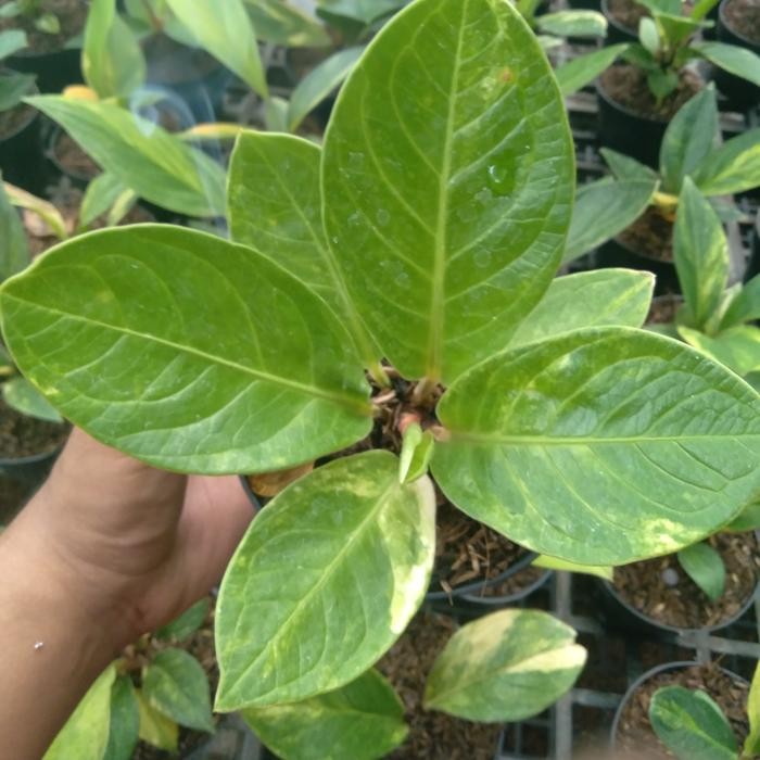 Gardening_Love Anthurium Jemani Mangkok Variegata