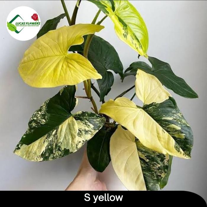 Terang Tani Syngonium Yellow Variegata - Syngonium Kuning