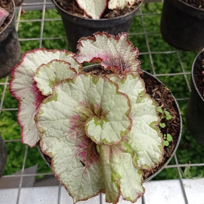 Terang Tani Tanaman Hias Bunga Begonia Keong Pink