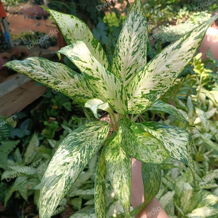 Terang Tani Tanaman Hias Aglonema Diven Bulu Ayam Besar Bunga Aglaonema Bulu Ayam