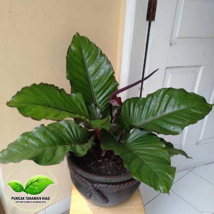 Tanaman hias anthurium black beauty - Anturium black beauty