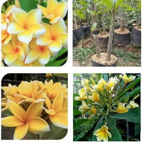 hon kamboja bali kuning 1 meter/kamboja bali