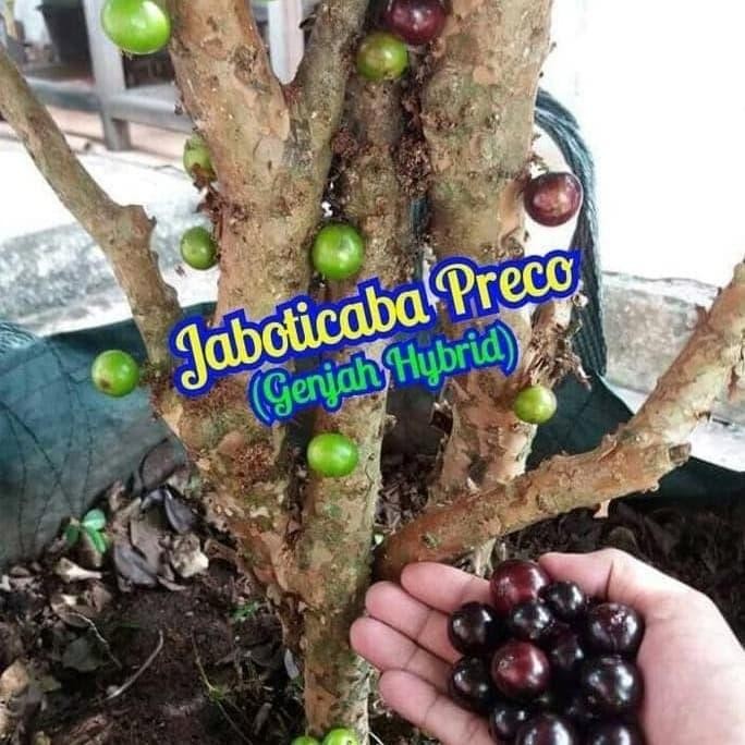 Terlaris Anggur Brazil Jaboticaba Preco Hasil Stek