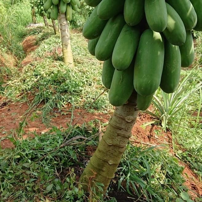 JTTOP" BENIH PEPAYA CALLINA IPB (IPB9)